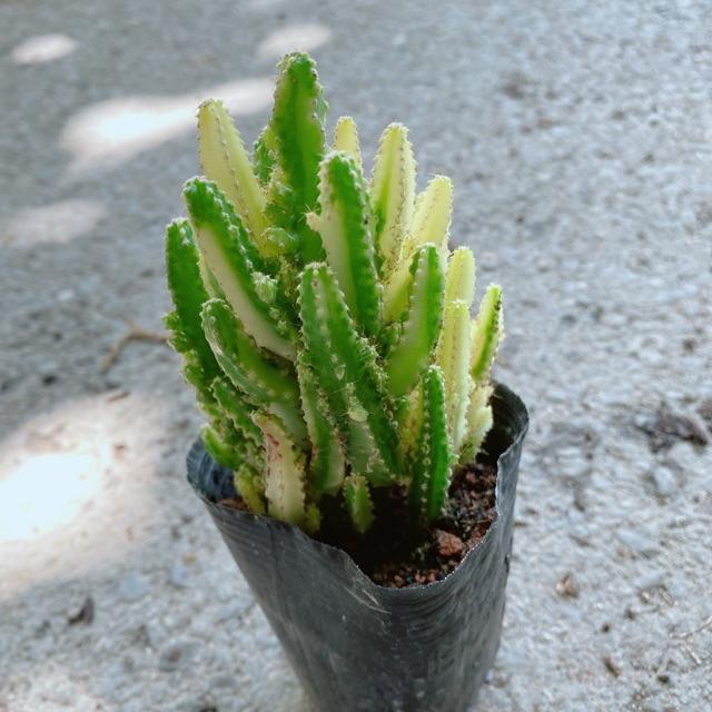Xương Rồng Thanh Sơn Vàng