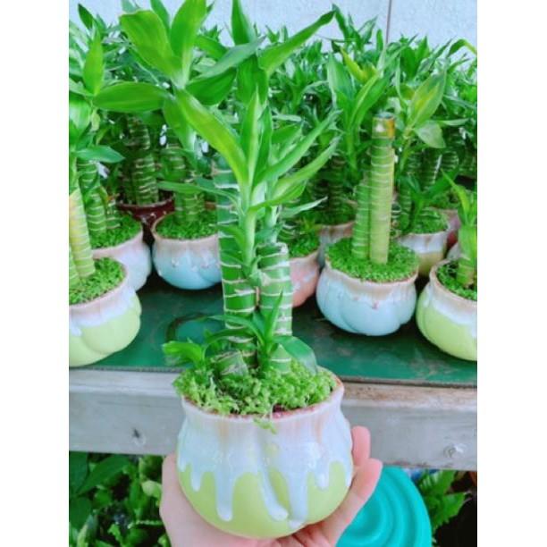 Chậu phát tài giò gà hay chân gà