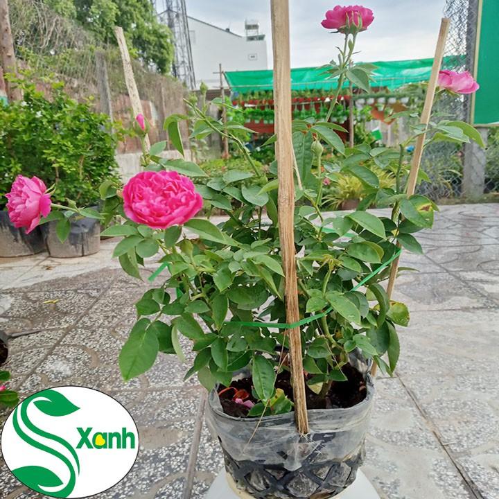 Hoa Hồng Tường Vi - chậu to đẹp