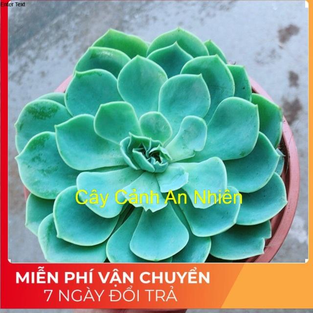Sen Đá Xanh Đất Size Lớn