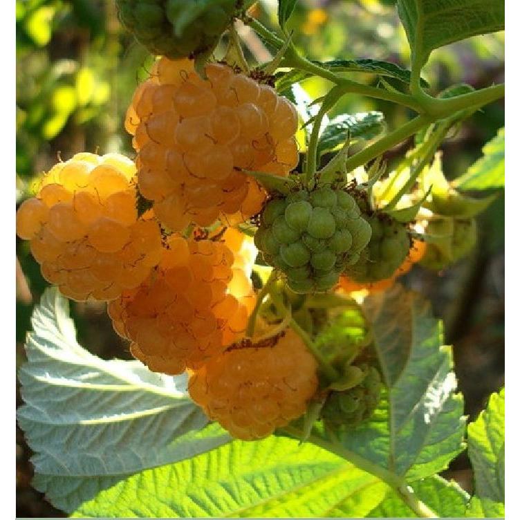 Hạt giống cây ăn trái mâm xôi vàng-Gói 30 hạt/tặng kèm gói phân bón lót