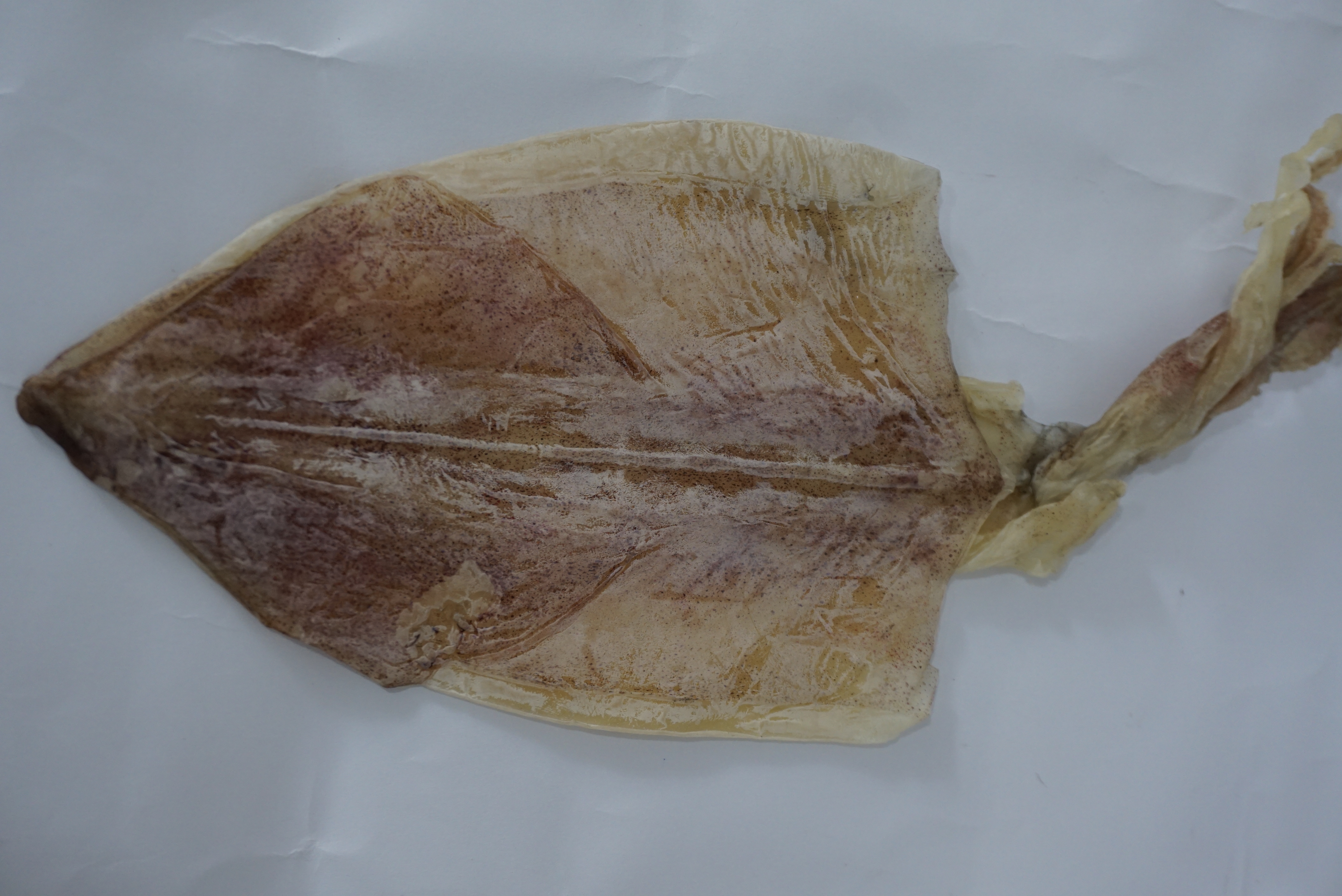 Đặc Sản Nha Trang - Mực Khô Câu Size 16 Con/Kg Seavy Gói 500G