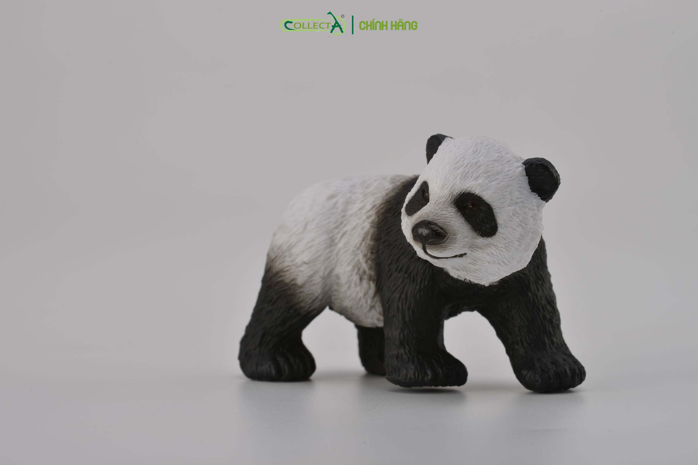 Mô hình thu nhỏ: Gấu Trúc con - Giant Panda Cub - Standing, hiệu: CollectA, mã HS 9651221 - Chất liệu an toàn cho trẻ - Hàng chính hãng