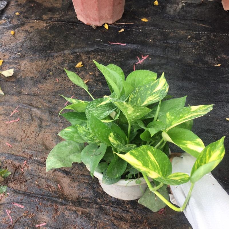 Vạn Liên Thanh cây cực xum như hình