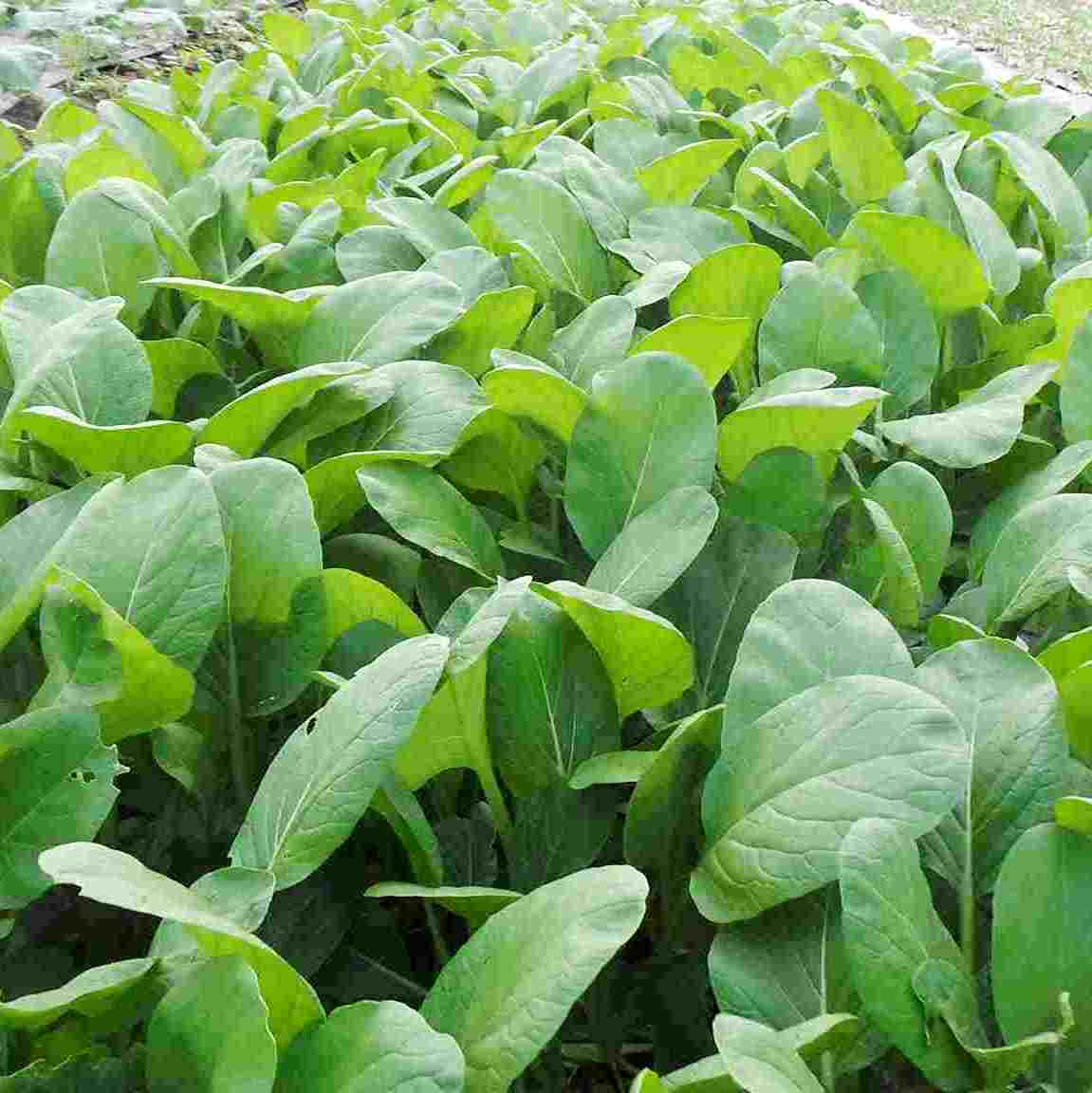 Hạt Giống Cải Ngọt gói 50gr