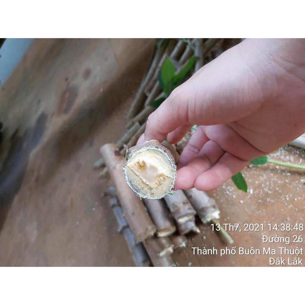 1 KG giống, Cây giống Khoai Mì ruột Vàng dẻo Thái Lan. .