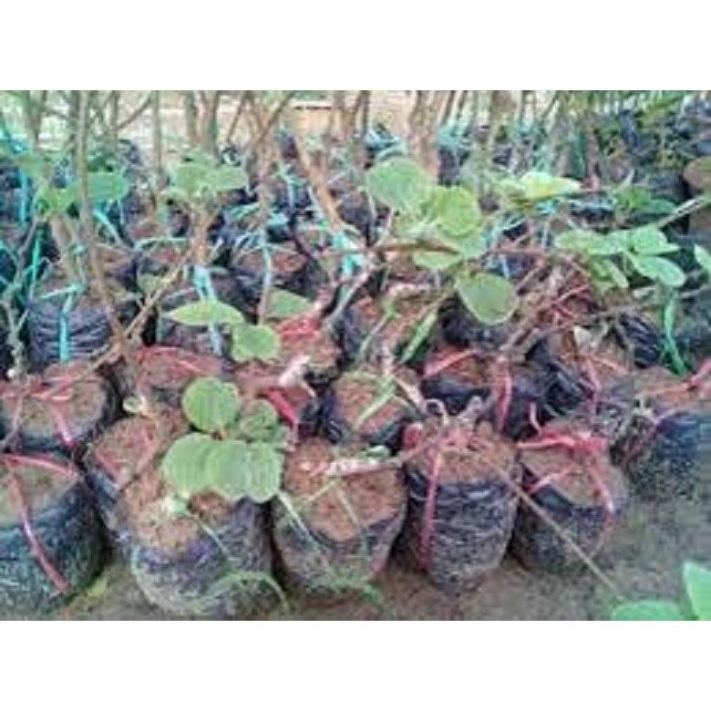 CÂY GIỐNG KIWI LEO GIÀN RUỘT VÀNG DÒNG QUẢ SỚM, CAM KẾT CHUẨN GIỐNG F1
