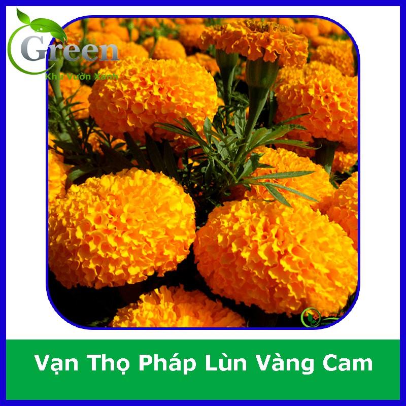 Hạt Giống Hoa Vạn Thọ Pháp Lùn F1 Vàng Cam