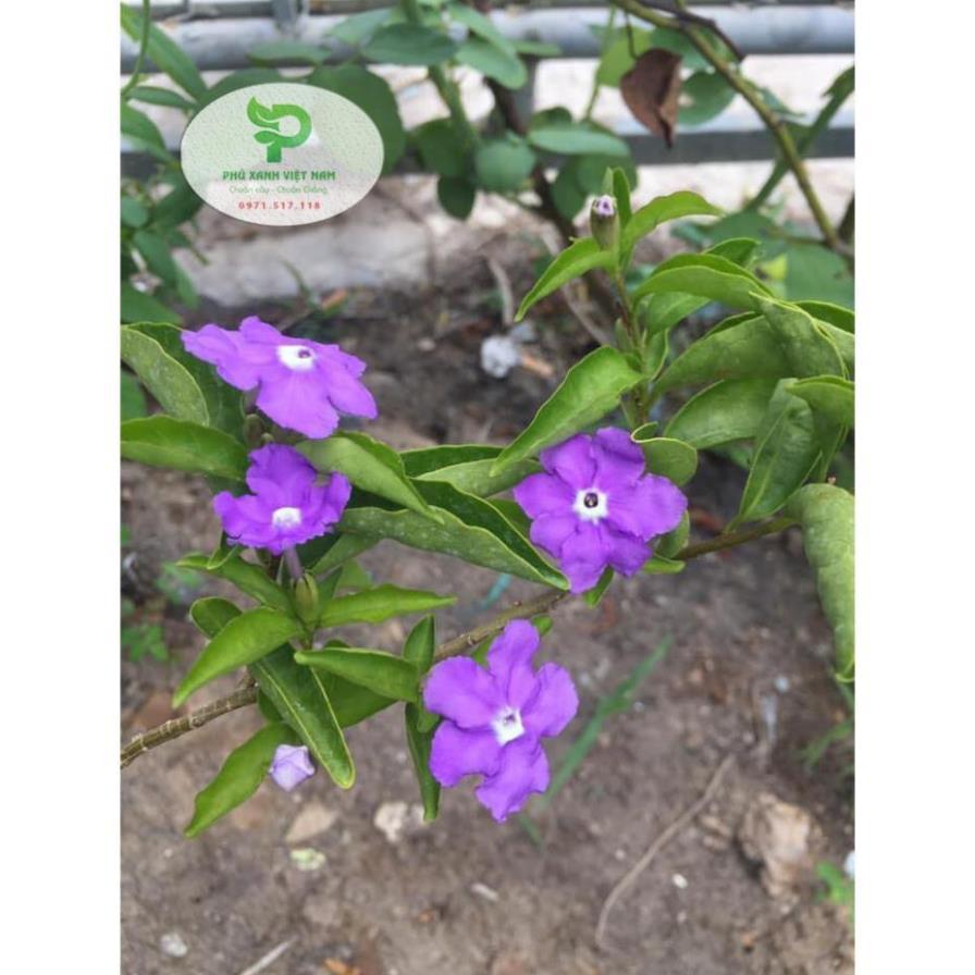 Hoa Nhài Nhật Hoa Đẹp, Dáng Cao, Nhiều Nhánh