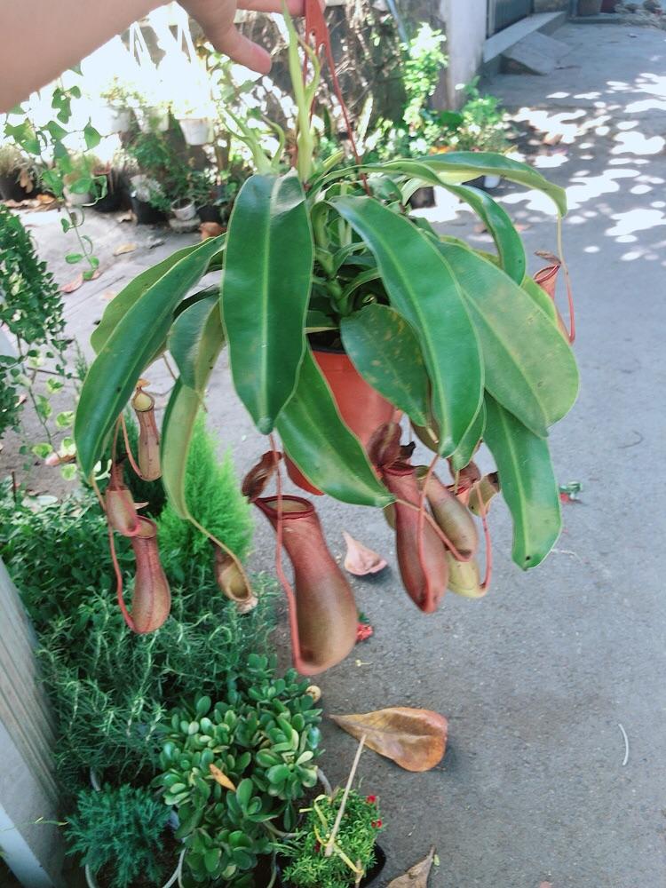 Chậu Cây Nắp Ấm