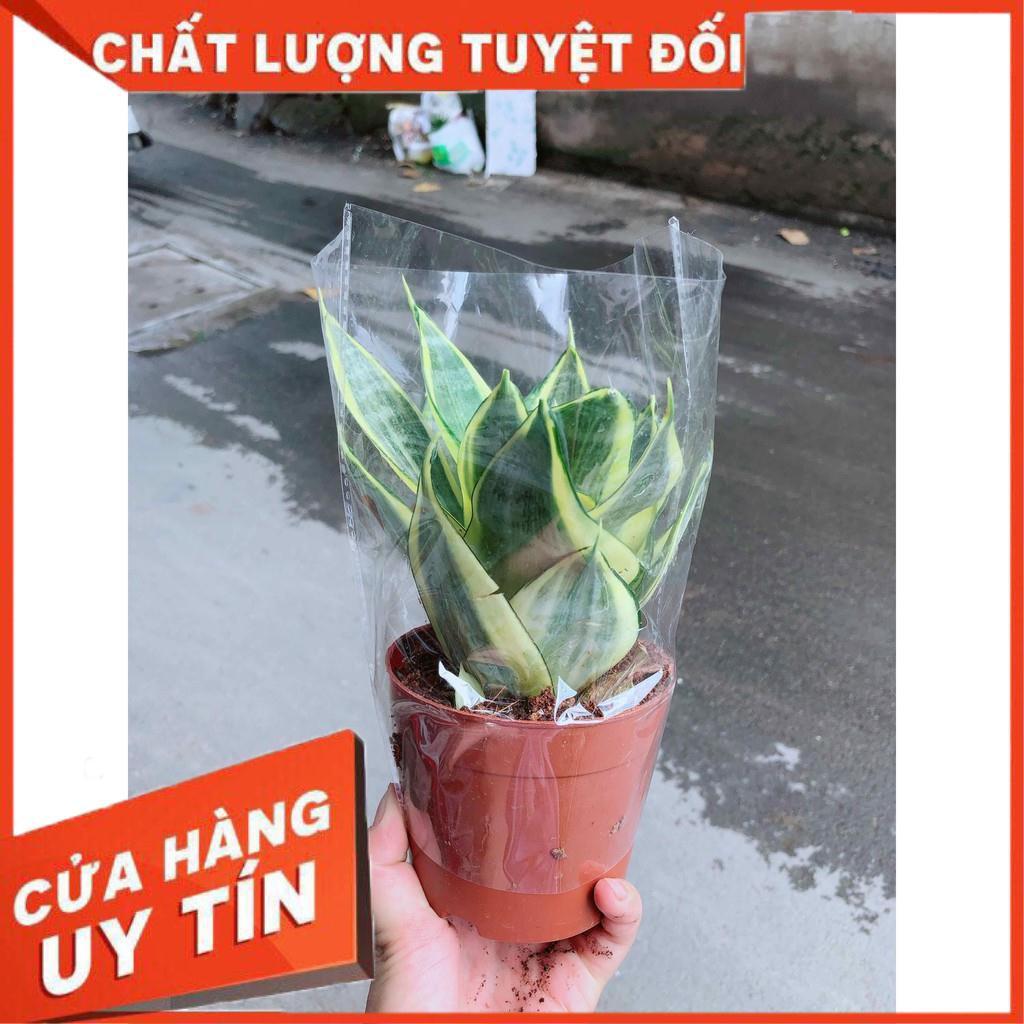 Lưỡi hổ thái kèm chậu sứ Nhiều Người Mua