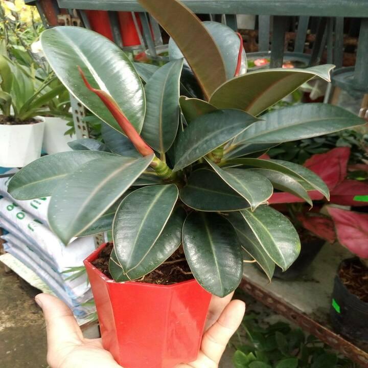 Cây đa búp đỏ cây đẹp chuẩn giống