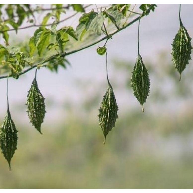 Hạt giống trái khổ qua rừng F1-Gói 5 hạt/tặng kèm gói phân bón lót