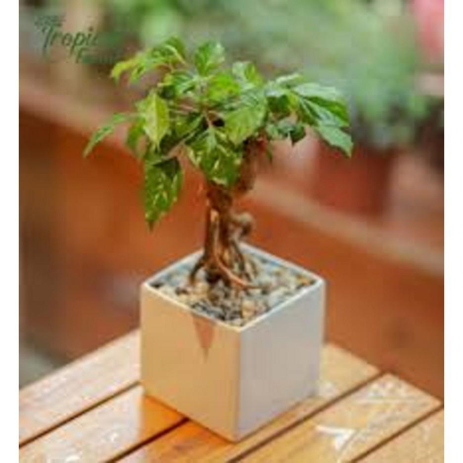 CÂY HẠNH PHÚC- CÂY PHONG THỦY MANG LẠI TÀI LỘC CHO GIA CHỦ -