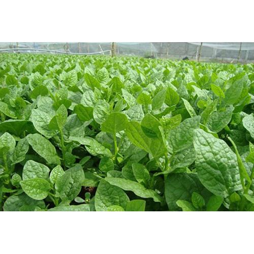 Hạt Giống Mồng Tơi Cao Sản Mồng Tơi Lá To 15Gr - Phú Nông Seeds - Shop Phân Bón và Hạt Giống