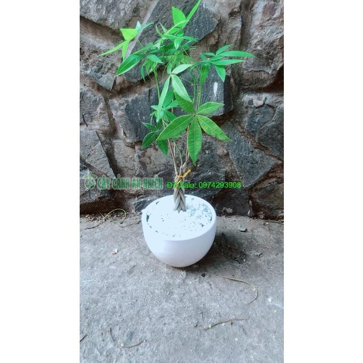 Chậu Cây Kim Ngân Thắt Bính