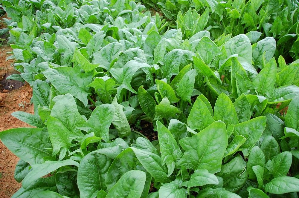 03 Gói Hạt Giống Rau Chân Vịt - Nảy Mầm Cực Chuẩn