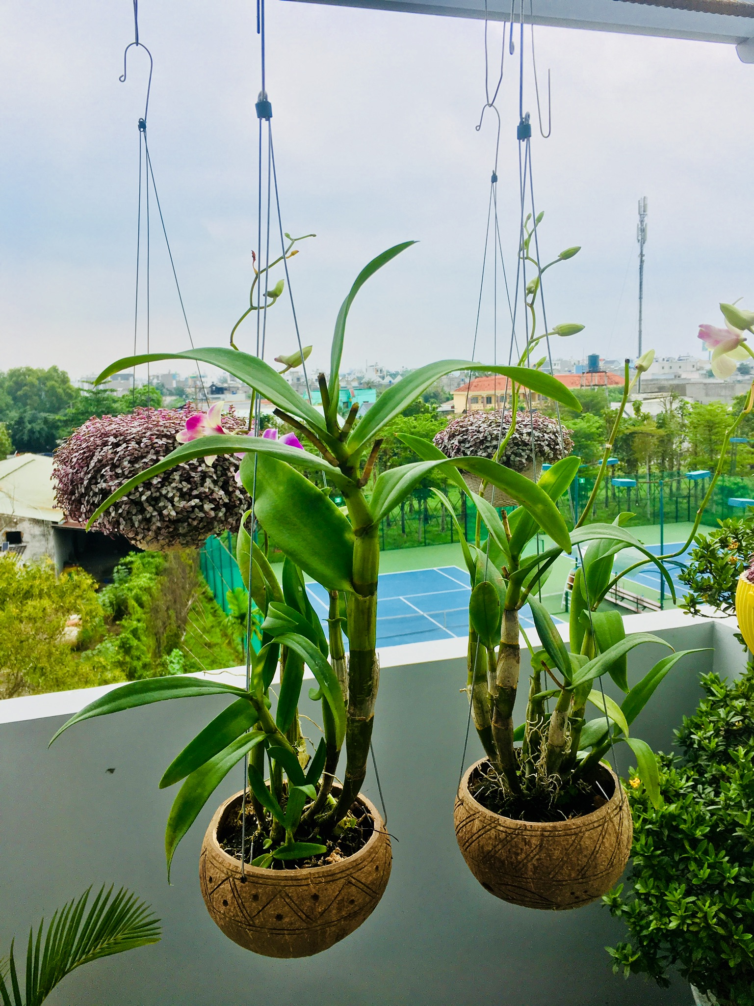 Combo 5 gáo dừa treo trồng lan, cây cảnh, sen đá, xương rồng... khắc hoa văn viền, dk 13-15cm