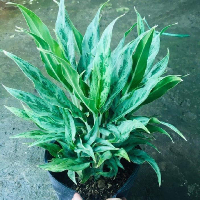 CHẬU CÂY GIỮ TIỀN -CÂY PHONG THỦY MANG LẠI TIỀN TÀI, VƯỢNG PHONG THỦY CHO GIA CHỦ