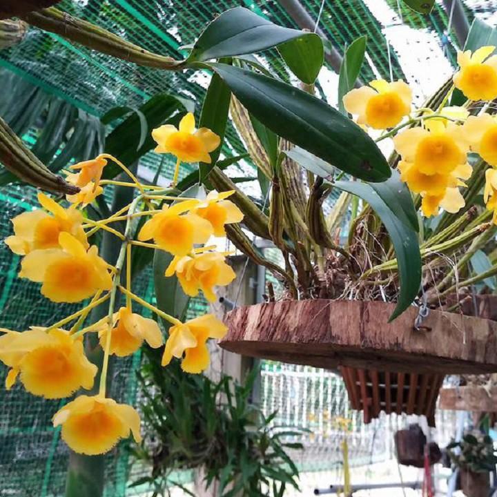 CHẬU LAN SƠN THỦY TIÊN HÀNG THUẦN, HOA THƠM ĐẸP
