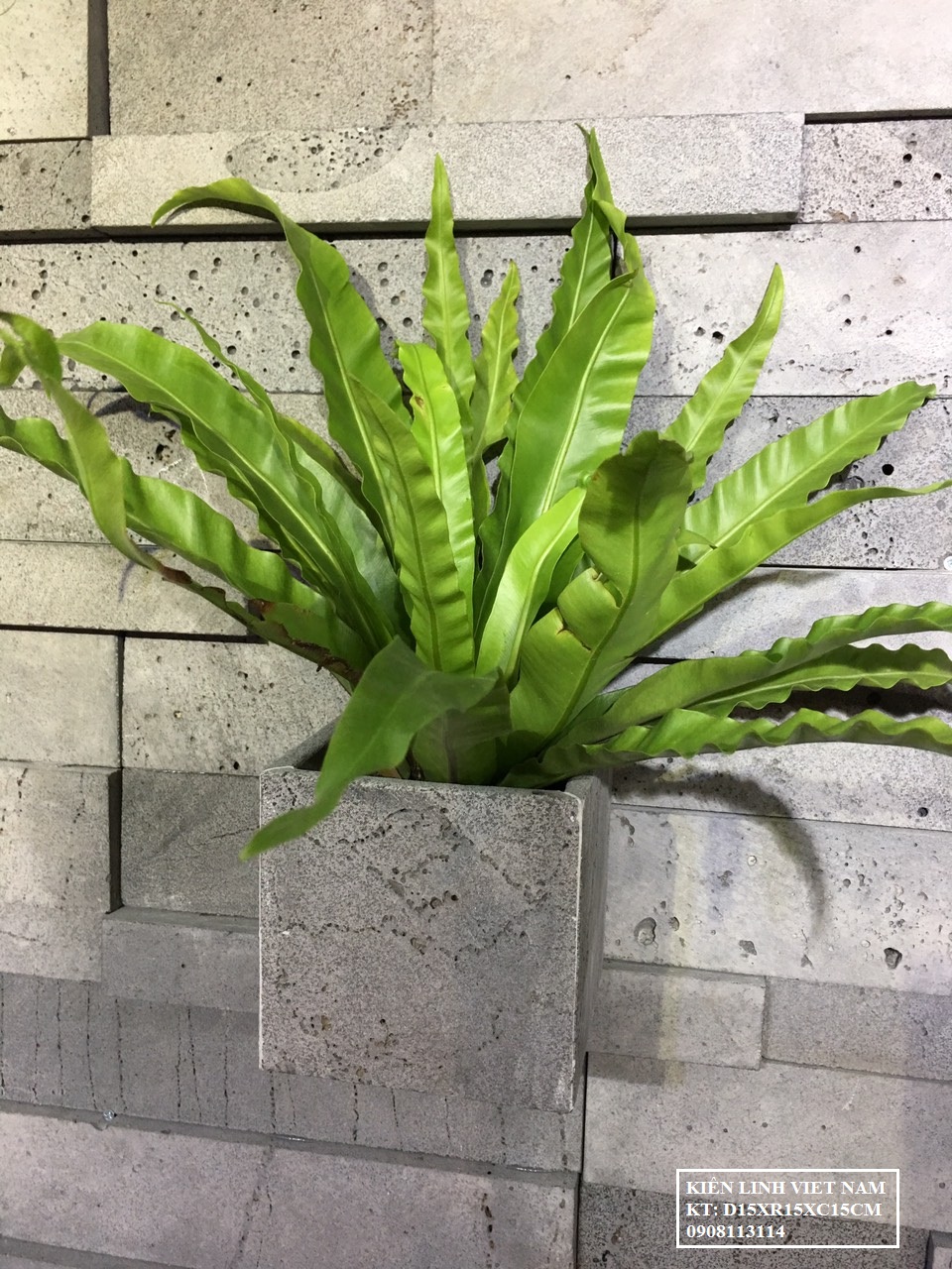 Chậu cây đá ong xám vuông 15x15x15cm trồng hoa hồng bi