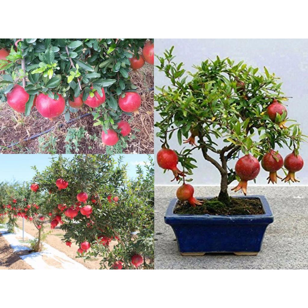 Hạt giống Lựu đỏ lùn Ấn Độ siêu quả