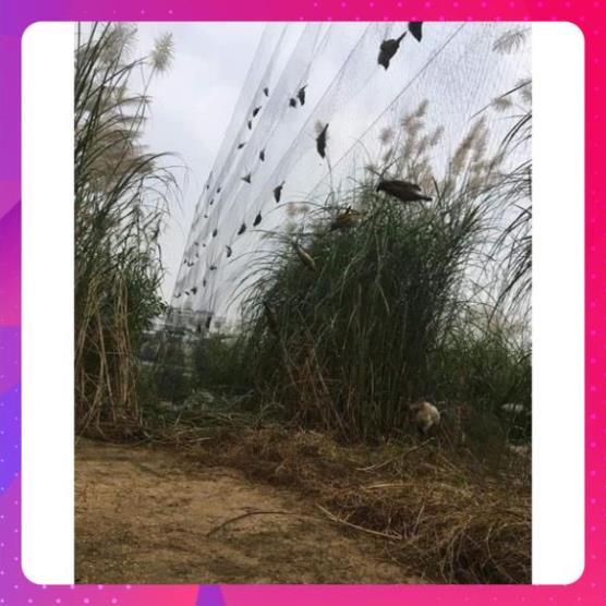 60m Lưới bẫy chim cu , cò, két , cao 6m 5 dây 4 túi đã thắt chống gió và nhuộm tàng hình hàng Thái Lan