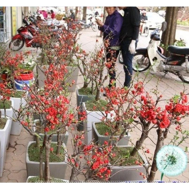 Hạt giống hoa mai trung quốc hoa màu đỏ -