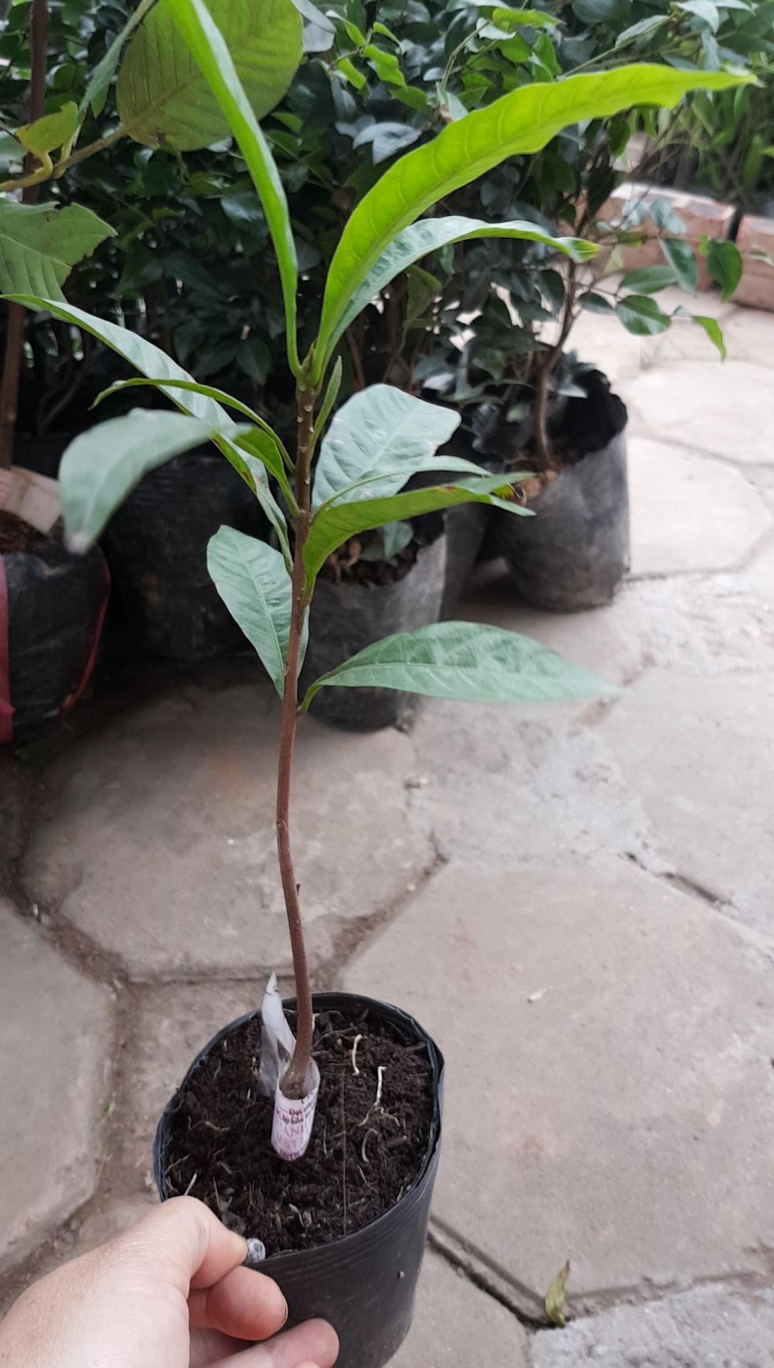 CHUẨN Cây trứng gà chuẩn xịn - Cây trong bầu hàng có sẵn