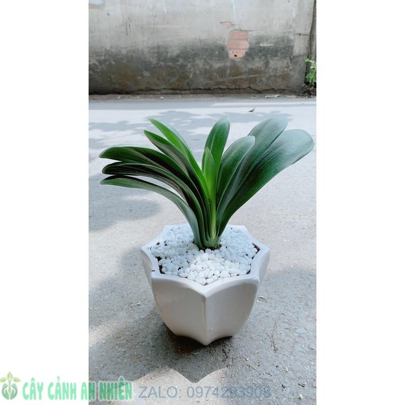Chậu Cây Lan Quân Tử