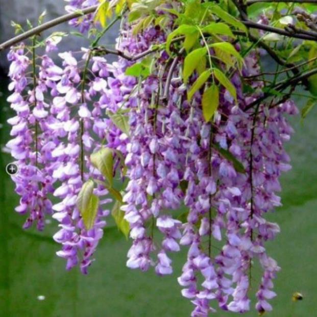 Hot hot đây cây hoa tử đằng vừa là thân gỗ vừa là cây dây leo ,cây nhập khẩu