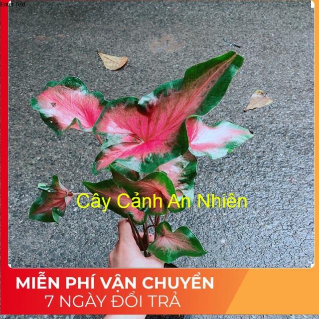 Bụi Môn Kiểng