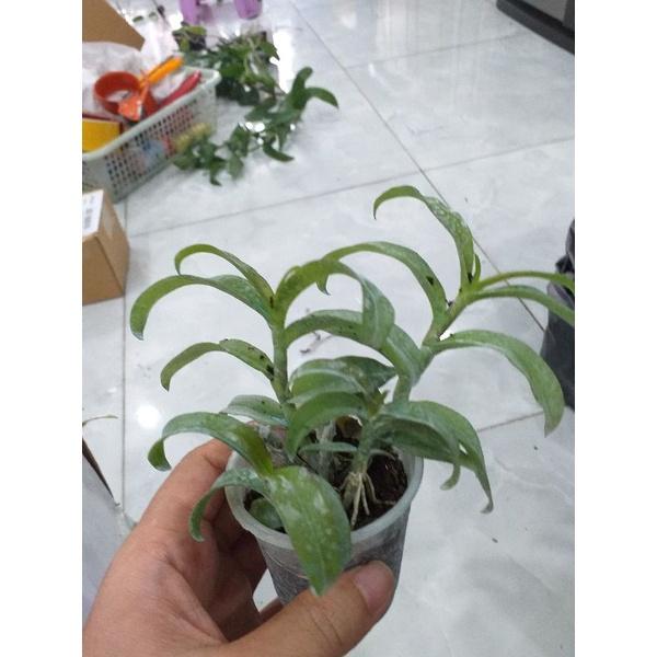 PHI ĐIỆP TRƯỜNG SƠN