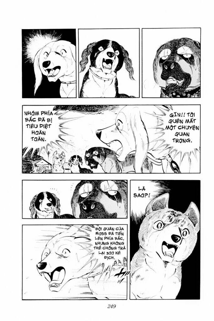 chú chó có nghĩa - ginga nagareboshi gin chapter 30 7