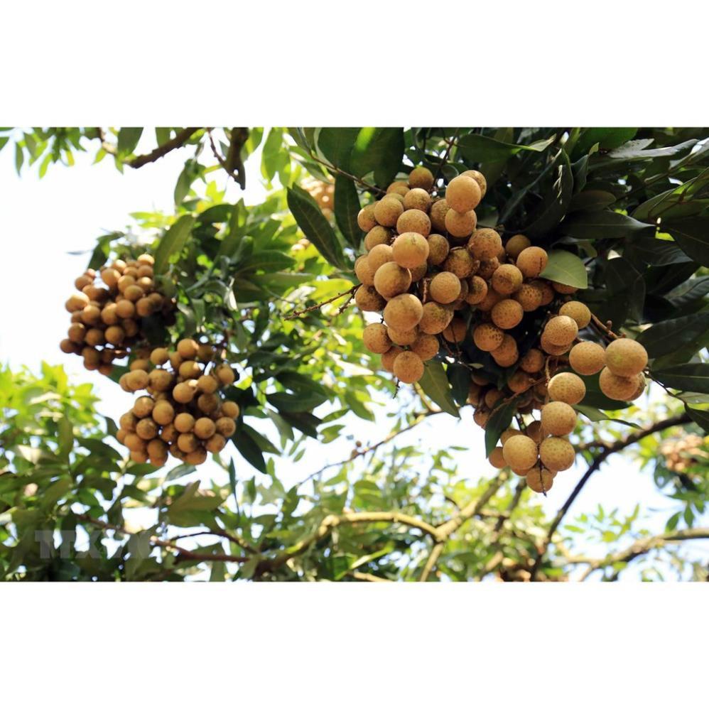 Cây giống nhãn lồng