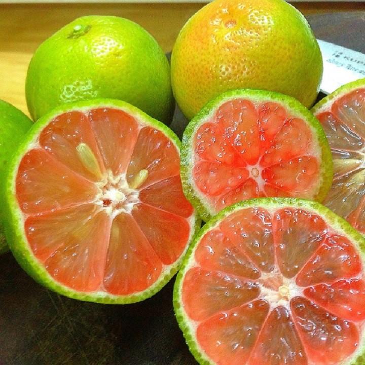 Combo 5 Cây giống chanh đào