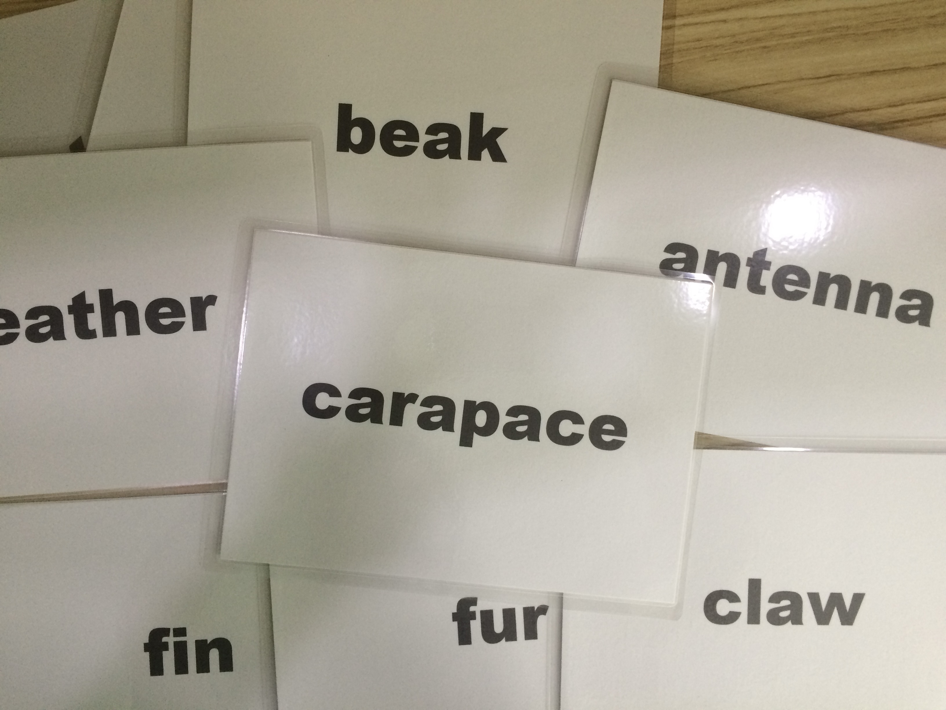 Animals' body part Flashcards - Thẻ học tiếng Anh chủ đề các bộ phận cơ thể động vật - 15 cards