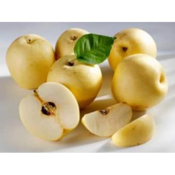 Cây lê quả vàng ăn ngọt
