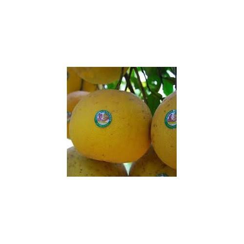CÂY GIỐNG BƯỞI ĐỎ TÂN LẠC