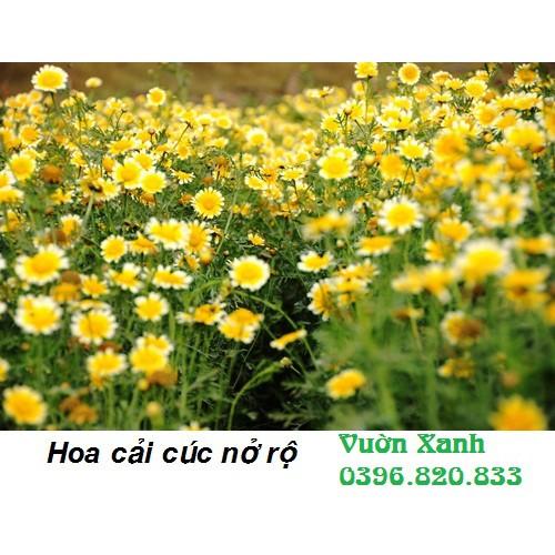 Hạt giống cải cúc 15gr (rau tần ô)