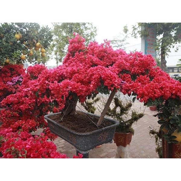 Cây giống hoa giấy ươm bầu - cây gốc nhỏ, đủ màu hoa