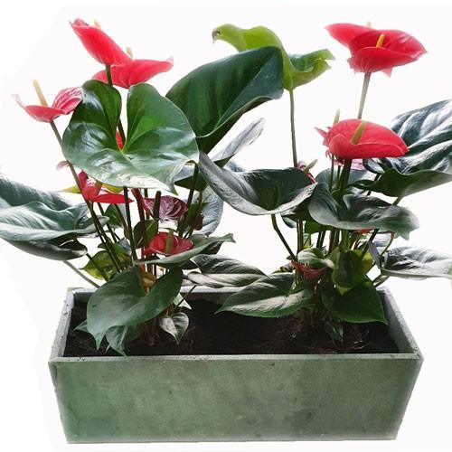Chậu trồng cây ban công Dài 60cm x Rộng 20 x cao 20cm