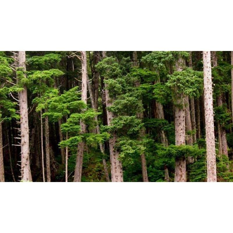 SẢN PHẨM: CÂY GIỐNG TÙNG TUYẾT