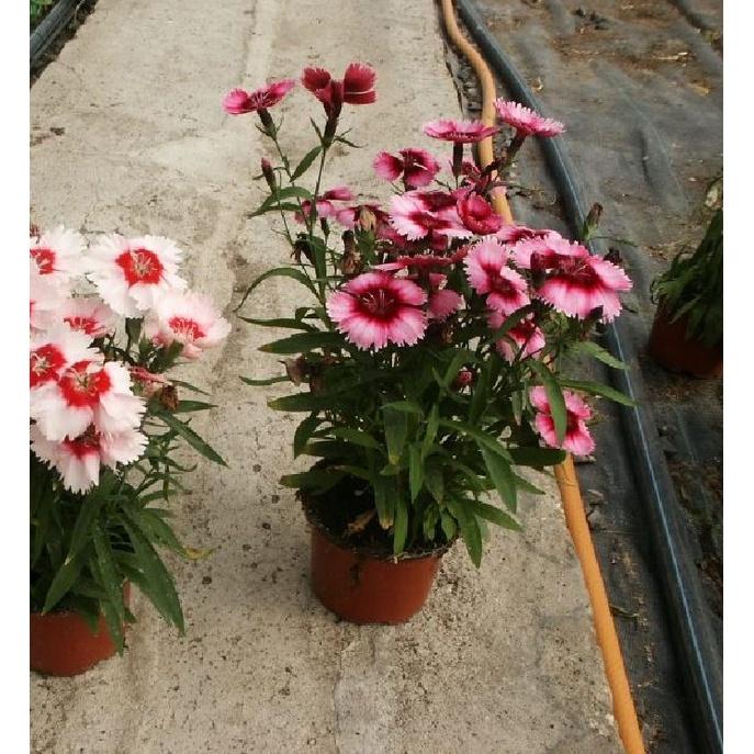 Hạt giống hoa cẩm chướng đơn nhiều màu CT413 - Gói 50 hạt