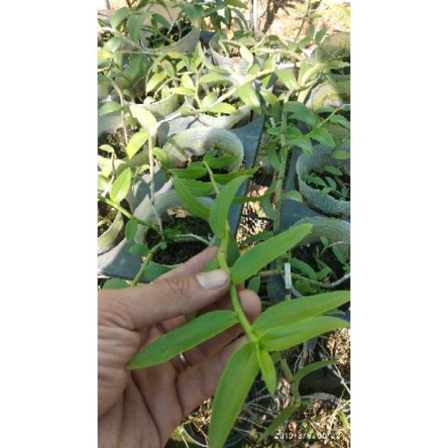 Sản Phẩm Giả Hạc Hoa Hồng Đỏ