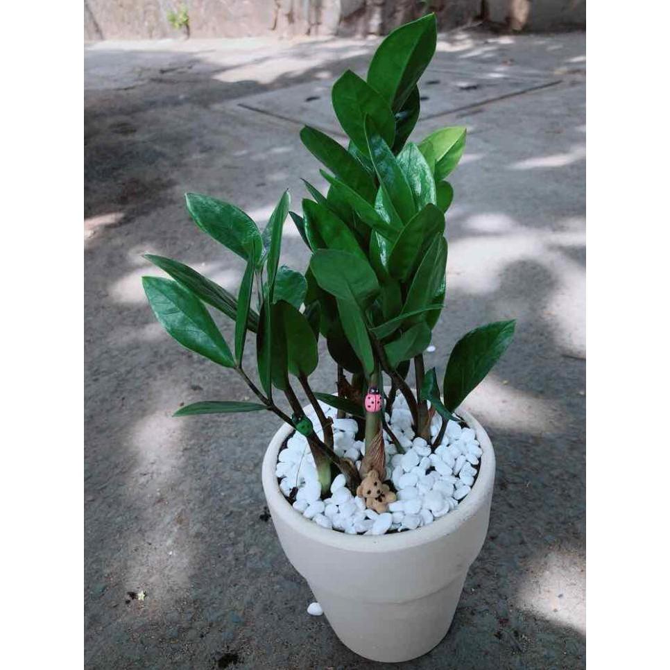 Chậu kim tiền thái Bán Chạy