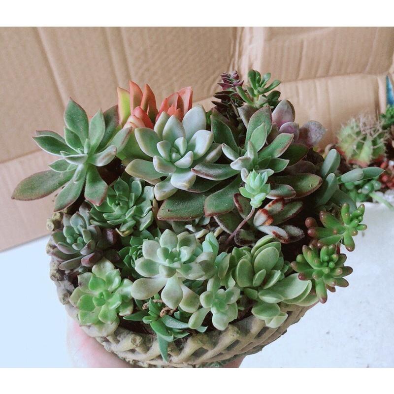 Chậu Sen Đá Tiểu Cảnh