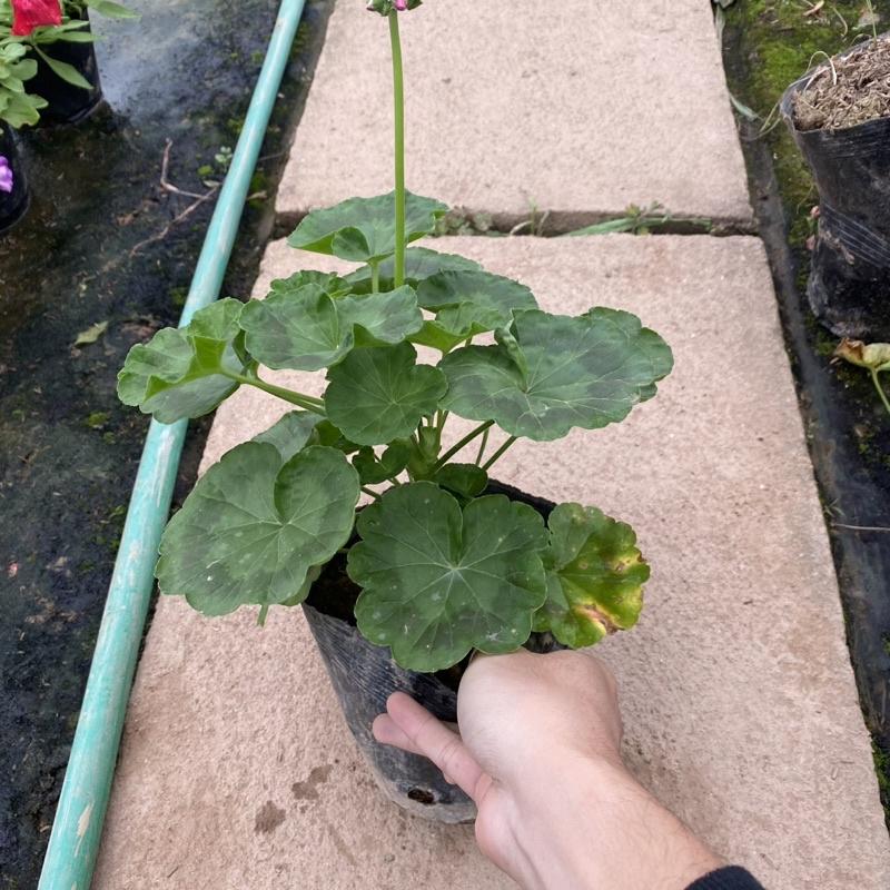 Cây hoa phong lữ thảo màu sắc rực rỡ Hàng nụ non cao 30cm thích hợp trang trí ban công sân vườn