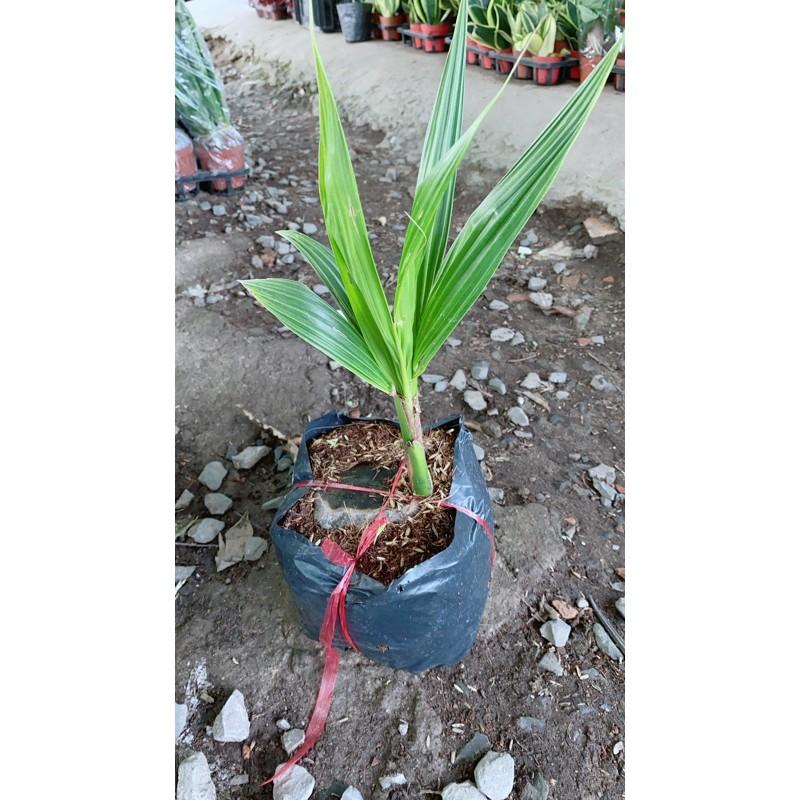 Cây Dừa Xiêm Lùn