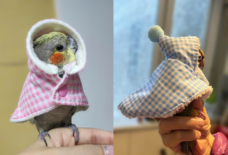 QUẦN ÁO CHO CHIM CẢNH CHIM VẸT CHIM PAROT CHIM SẺ DỄ THƯƠNG MÃ 2 XINH XẮN CHO CHIM THÚ CƯNG
